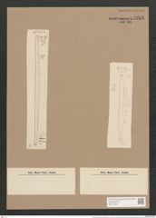 Synedra laevigata var. obtusiuscula Grun. (de-Toni-Nr.: Genus 66, Species 2587) Zeichnungen Sammlung Grunow Nr. 5253 (NHMW-BOT-W0373631)